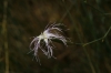 Dianthus broteri Boiss. & Reut. Dianthus broteri Boiss. & Reut.