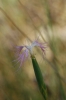 Dianthus broteri Boiss. & Reut. Dianthus broteri Boiss. & Reut.
