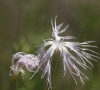 Dianthus broteri Boiss. & Reut. Dianthus broteri Boiss. & Reut.