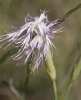 Dianthus broteri Boiss. & Reut. Dianthus broteri Boiss. & Reut.