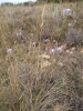 Dianthus broteri Boiss. & Reut. Dianthus broteri Boiss. & Reut.