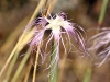 Dianthus broteri Boiss. & Reut. Dianthus broteri Boiss. & Reut.