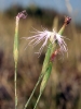 Dianthus broteri Boiss. & Reut. Dianthus broteri Boiss. & Reut.