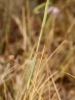 Dianthus broteri Boiss. & Reut. Dianthus broteri Boiss. & Reut.