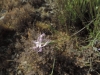 Dianthus broteri Boiss. & Reut. Dianthus broteri Boiss. & Reut.