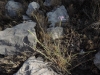 Dianthus broteri Boiss. & Reut. Dianthus broteri Boiss. & Reut.