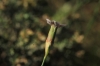 Dianthus pungens ? 1d2 Dianthus pungens ? 1d2