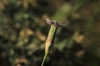 Dianthus pungens ? 1d2