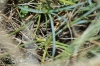 Dianthus pungens L. Dianthus pungens L.