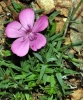 Dianthus pungens L. subsp. brachyanthus (Boiss.) M.Bernal, Fern.Casas, G.Lpez, M.Lanz & Muoz Garm.