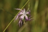 Dianthus broteri Boiss. & Reut. Dianthus broteri Boiss. & Reut.