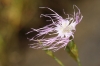 Dianthus broteri Boiss. & Reut. Dianthus broteri Boiss. & Reut.