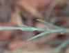 Dianthus broteri Boiss. & Reut. Dianthus broteri Boiss. & Reut.