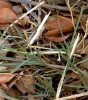 Dianthus broteri Boiss. & Reut. Dianthus broteri Boiss. & Reut.