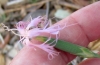 Dianthus broteri Boiss. & Reut. Dianthus broteri Boiss. & Reut.