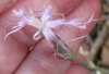 Dianthus broteri Boiss. & Reut. Dianthus broteri Boiss. & Reut.
