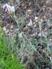 Dianthus broteri Boiss. & Reut. Dianthus broteri Boiss. & Reut.