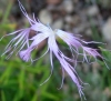 Dianthus broteri Boiss. & Reut. Dianthus broteri Boiss. & Reut.