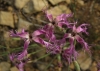 Dianthus broteri Boiss. & Reut. Dianthus broteri Boiss. & Reut.