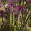 Dianthus broteri Boiss. & Reut. Dianthus broteri Boiss. & Reut.