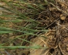 Dianthus broteri Boiss. & Reut. Dianthus broteri Boiss. & Reut.