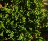 Herniaria glabra 1/2 Herniaria glabra 1/2