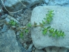 Herniaria glabra L. Herniaria glabra L.
