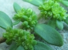 Herniaria glabra L. Herniaria glabra L.