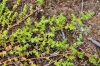 Herniaria glabra L. Herniaria glabra L.