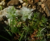 Paronychia capitata (L.) Lam. subsp. capitata