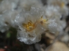 Paronychia kapela (Hacq.) A.Kern.
