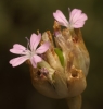 Petrorhagia nanteuilii (Burnat) P.W.Ball & Heywood