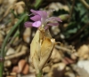 Petrorhagia sp.