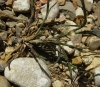 Petrorhagia sp.