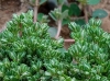 Polycarpon tetraphyllum (L.) L. subsp. tetraphyllum