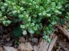 Polycarpon tetraphyllum (L.) L. subsp. tetraphyllum