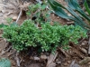 Polycarpon tetraphyllum (L.) L. subsp. tetraphyllum