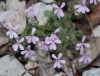 Saponaria ocymoides L. Saponaria ocymoides L.