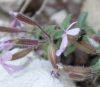 Saponaria ocymoides L. Saponaria ocymoides L.