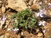 Saponaria ocymoides L. Saponaria ocymoides L.
