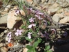 Saponaria ocymoides L. Saponaria ocymoides L.