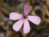 Saponaria ocymoides L. Saponaria ocymoides L.