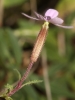 Saponaria ocymoides L. Saponaria ocymoides L.