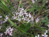 Saponaria ocymoides L. Saponaria ocymoides L.