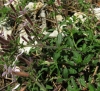 Saponaria ocymoides L. Saponaria ocymoides L.