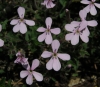 Saponaria ocymoides L. Saponaria ocymoides L.
