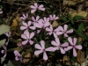Saponaria ocymoides L. Saponaria ocymoides L.