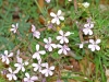 Saponaria ocymoides L. Saponaria ocymoides L.