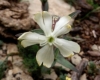 Silene latifolia Poir.