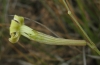 Silene legionensis Lag. Silene legionensis Lag.